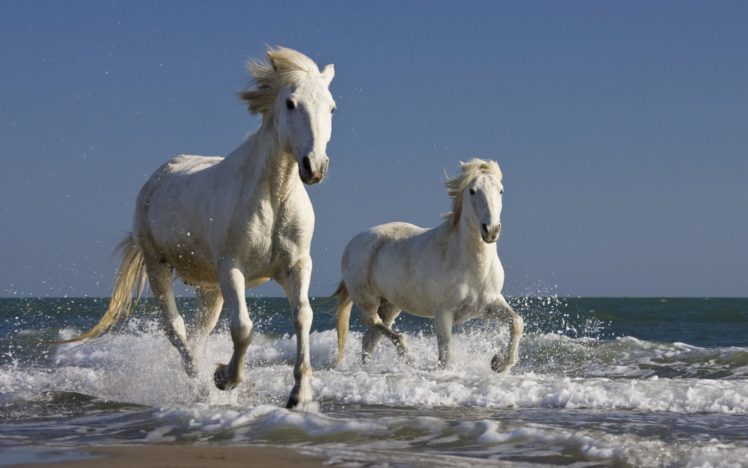 horses, Running, Mammals HD Wallpaper Desktop Background