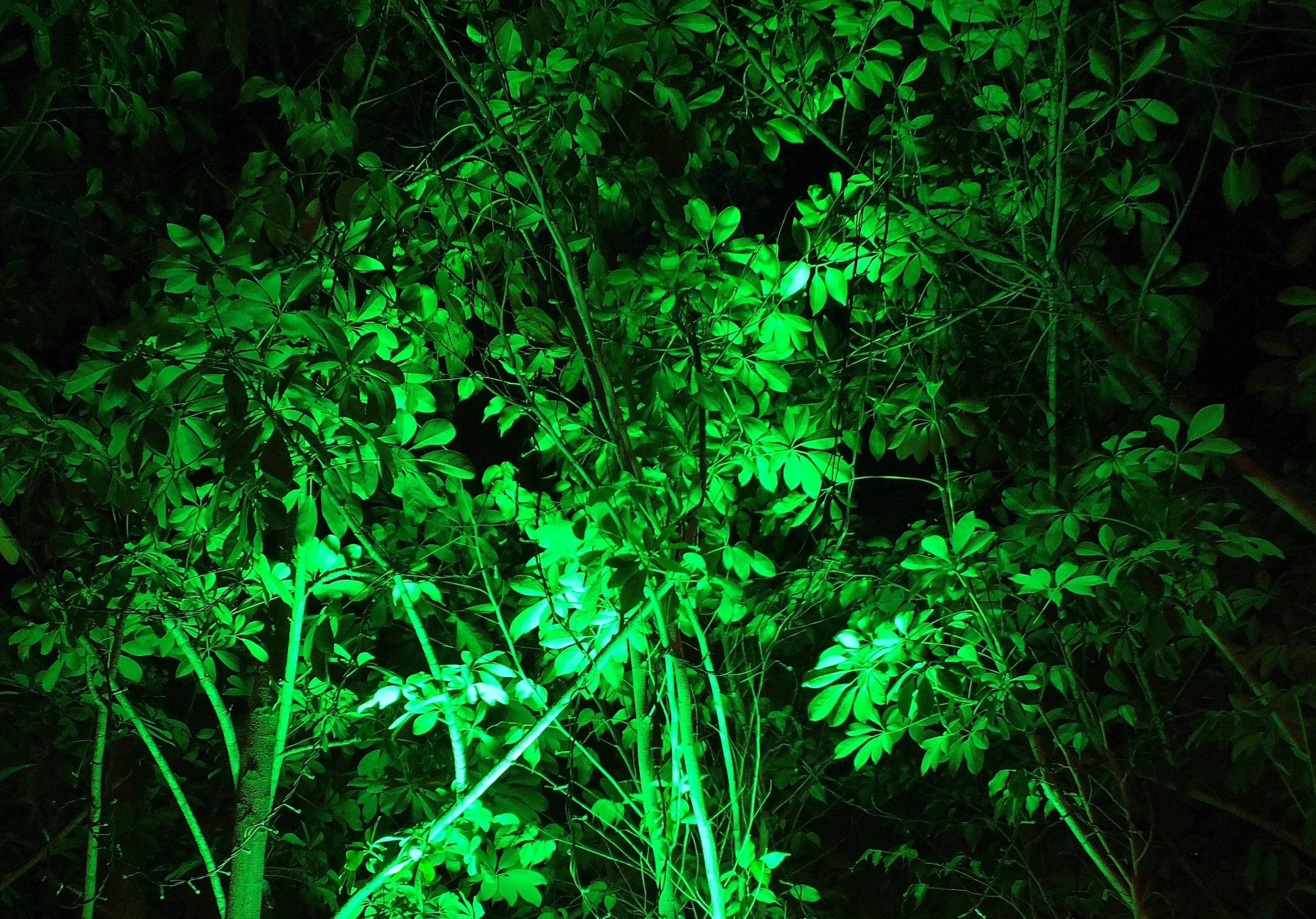 green, Leaves, Nature Wallpaper