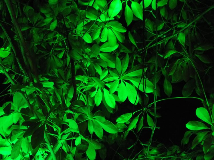 green, Leaves, Nature HD Wallpaper Desktop Background