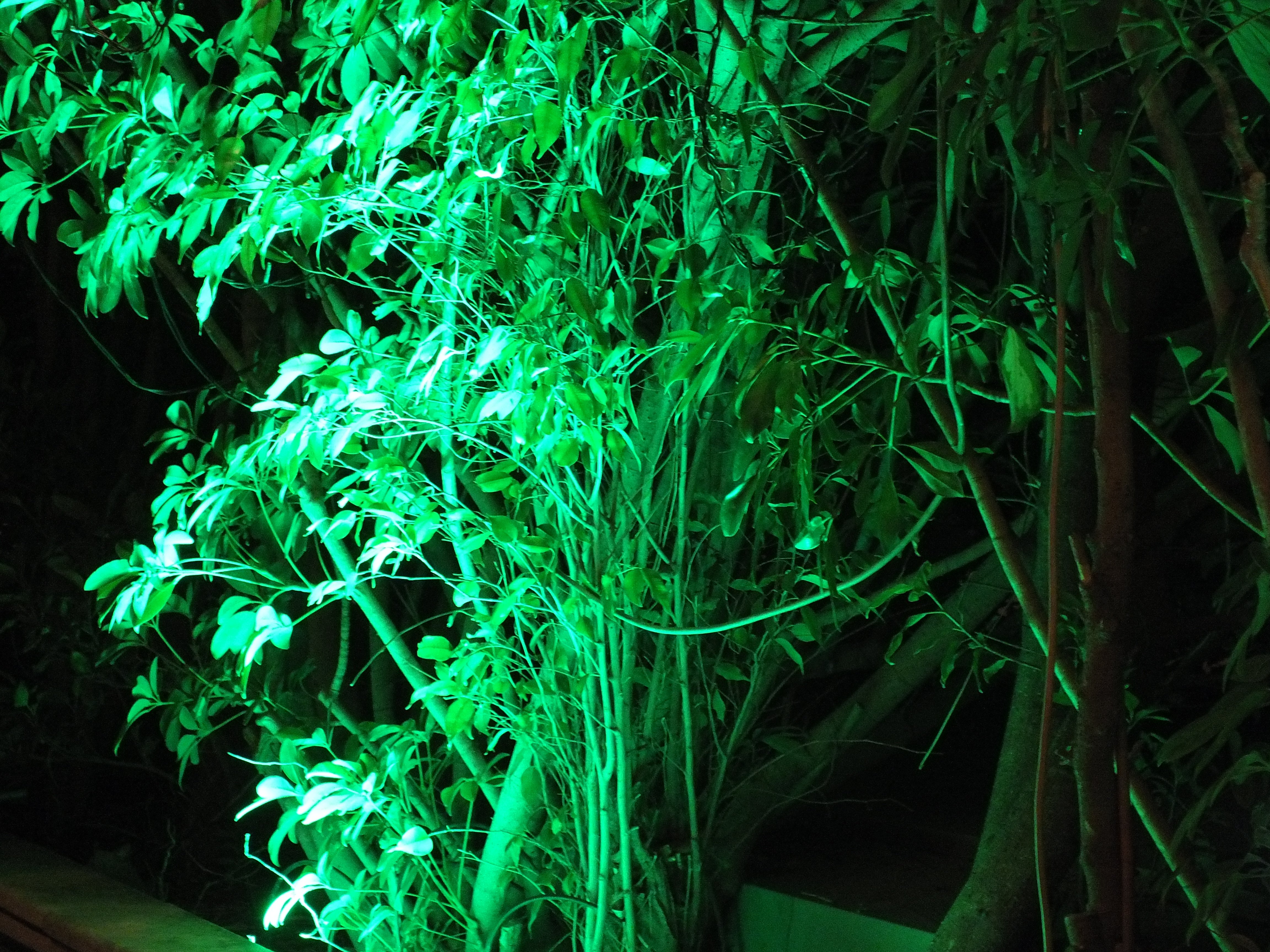 green, Leaves, Nature Wallpaper