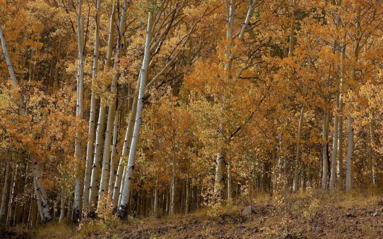 trees, Autumn,  season , Forest HD Wallpaper Desktop Background