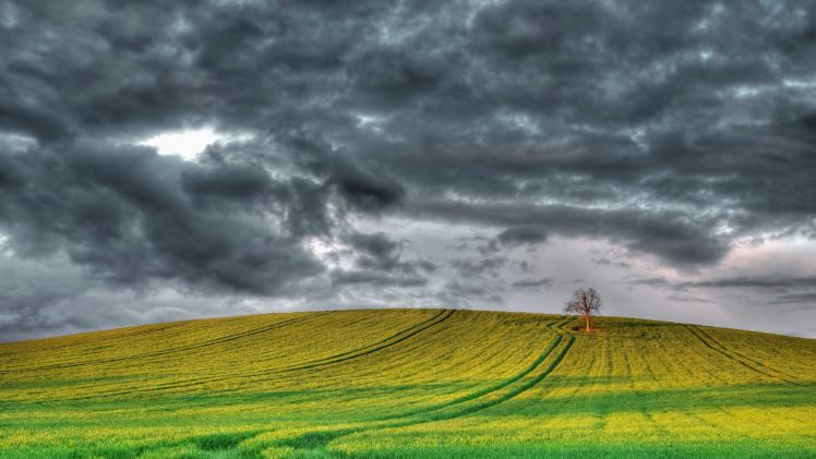 field, Tree, Cloud, Nature HD Wallpaper Desktop Background