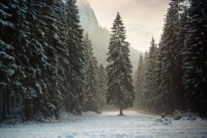 forest, Trees, Mountains, Snow, Winter, Nature, Landscape