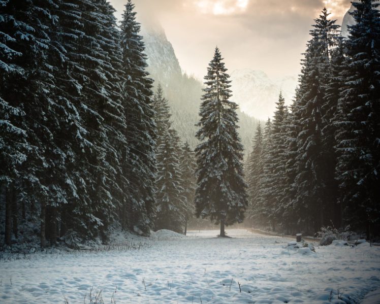 forest, Trees, Mountains, Snow, Winter, Nature, Landscape HD Wallpaper Desktop Background