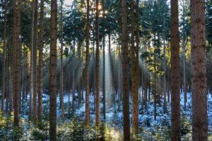 forest, Trunk, Tree, Trees, Rays, Of, Light, Nature, Winter