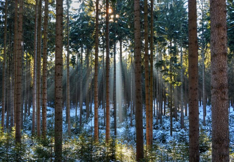 forest, Trunk, Tree, Trees, Rays, Of, Light, Nature, Winter HD Wallpaper Desktop Background
