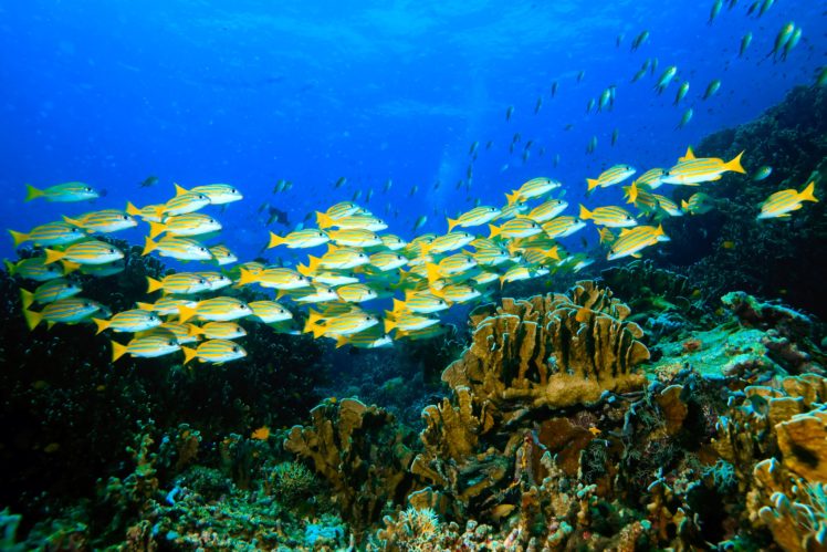 underwater, World, Nature, Ocean, Sea, Tropical, Reel, Coral HD Wallpaper Desktop Background