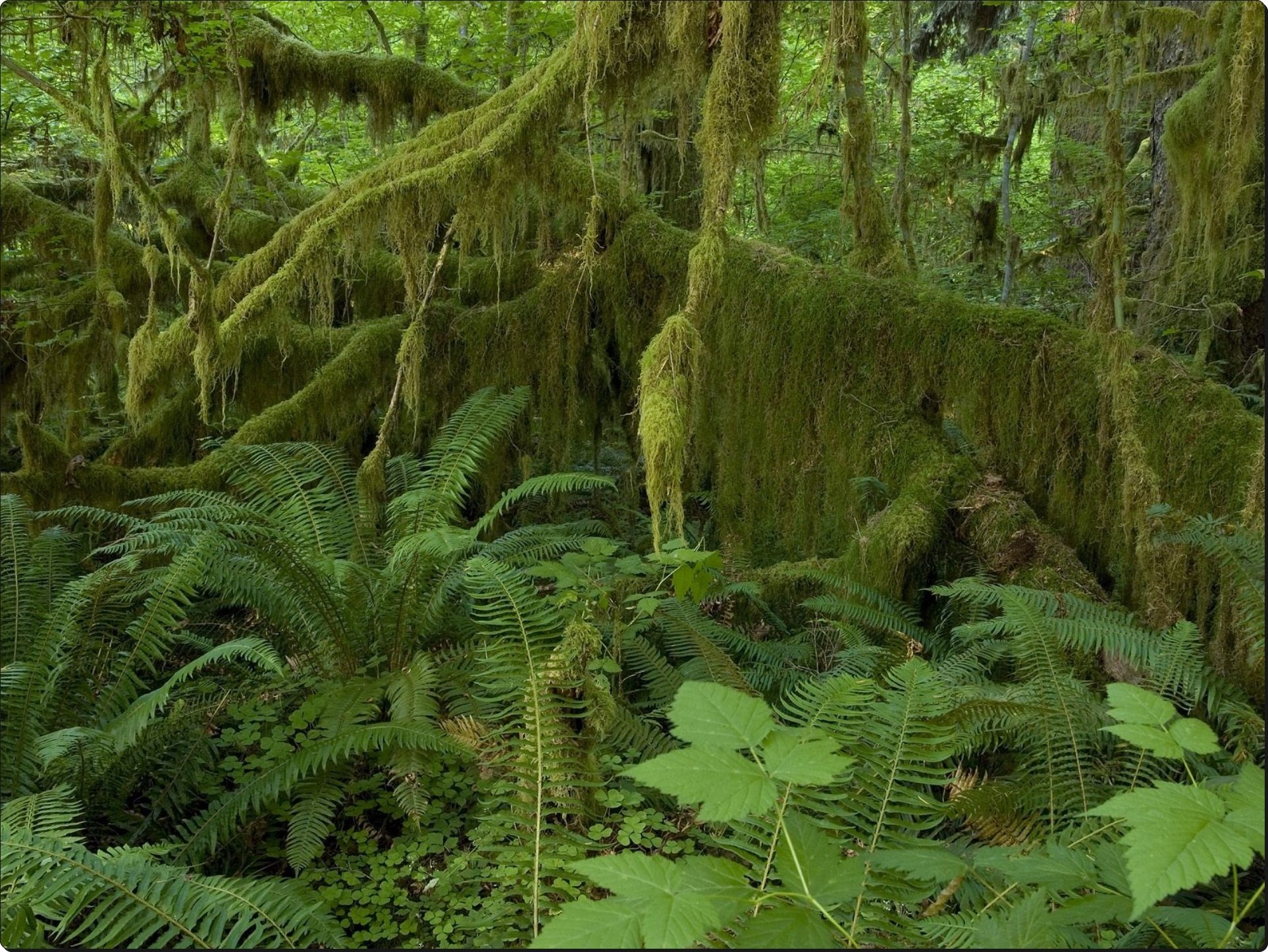hall, Of, Mosses, Hoh, Rain, Forest, Olympic, National, Park, Washington Wallpaper