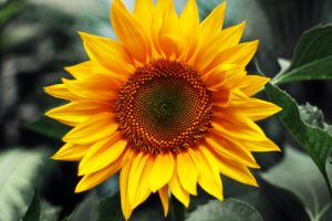 just, Sunflower