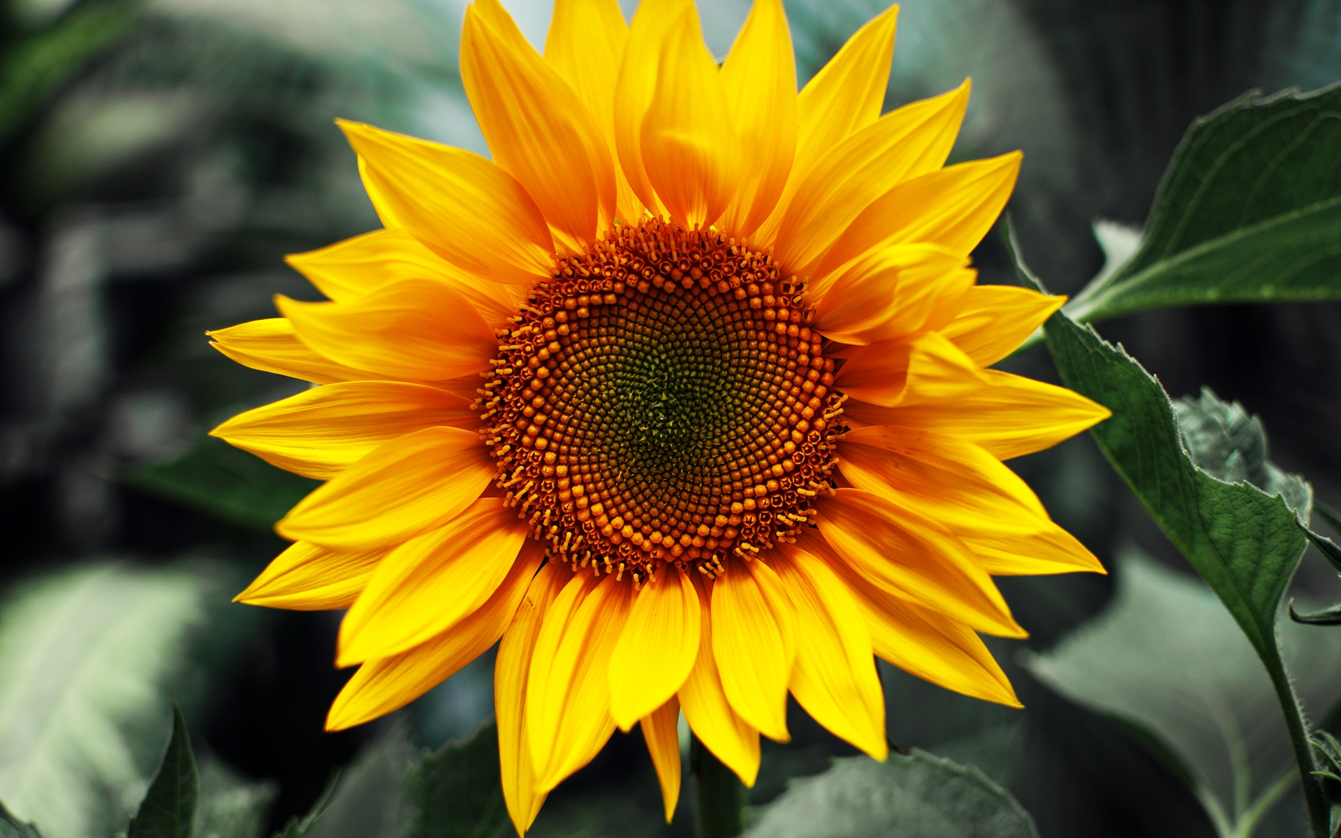 just, Sunflower Wallpaper