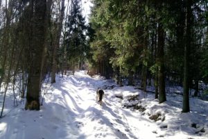 nature, Winter, Snow, Trees, Forest