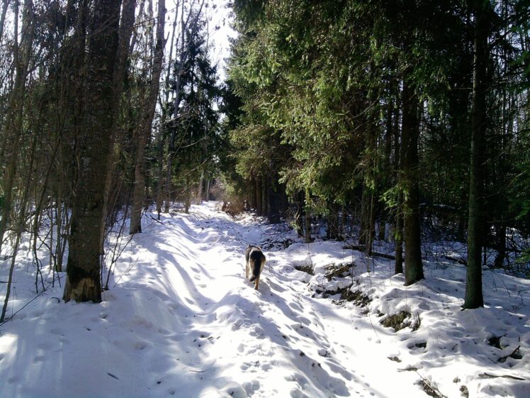 nature, Winter, Snow, Trees, Forest HD Wallpaper Desktop Background