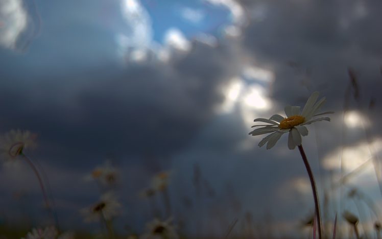 sun, Flowers, Skyscapes HD Wallpaper Desktop Background