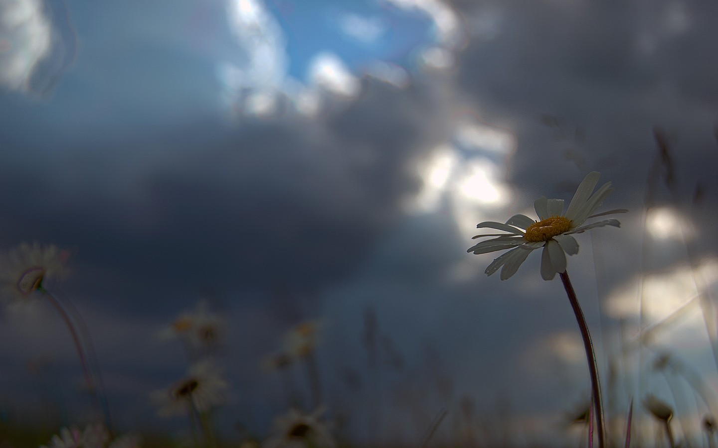 sun, Flowers, Skyscapes Wallpaper