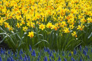 nature, Daffodils, Yellow, Flowers, Purple, Flowers, Hyacinths