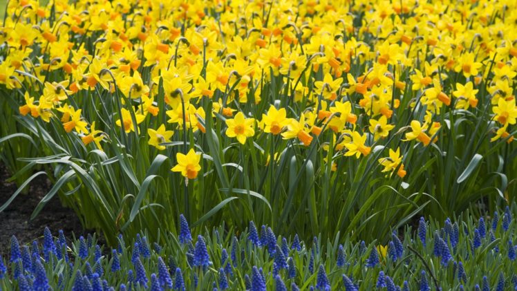 nature, Daffodils, Yellow, Flowers, Purple, Flowers, Hyacinths HD Wallpaper Desktop Background