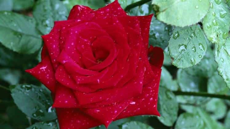 rose, Flowers, Garden, Spring, Rain, Drops, Red, Love, Romance, Emotions, Life, Nature HD Wallpaper Desktop Background
