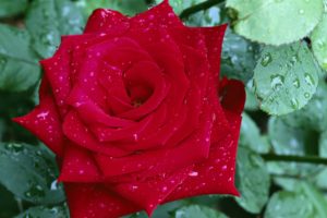 rose, Flowers, Garden, Spring, Rain, Drops, Red, Love, Romance, Emotions, Life, Nature