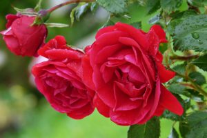 roses, Flowers, Garden, Spring, Rain, Drops, Red, Love, Romance, Emotions, Life, Nature