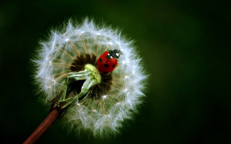 ladybug, Dandelion, Flowers, Insects, Nature HD Wallpaper Desktop Background