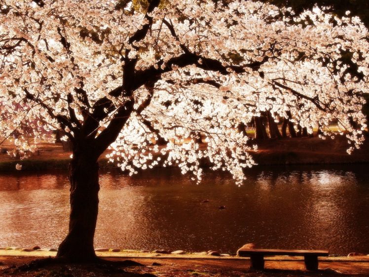cherry, Blossoms, Trees, Night, Flowers, Blossoms, Rivers, Reflections HD Wallpaper Desktop Background