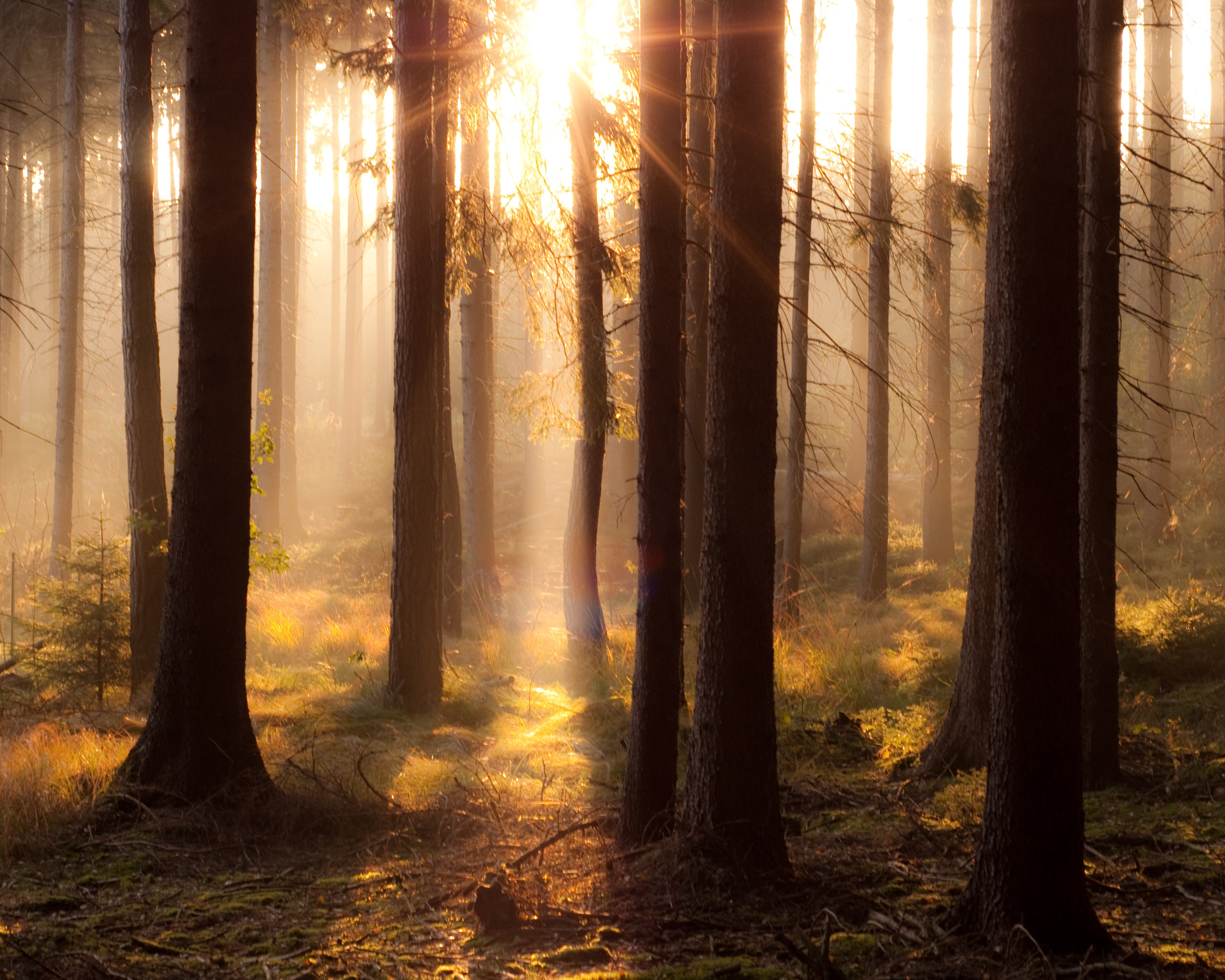 Лес и ослепительный свет