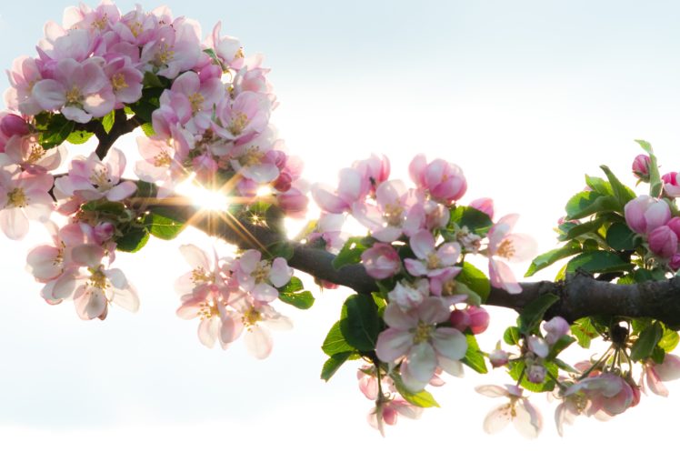 tree, Flower, Pink, Landscape, Nature, Beautiful HD Wallpaper Desktop Background