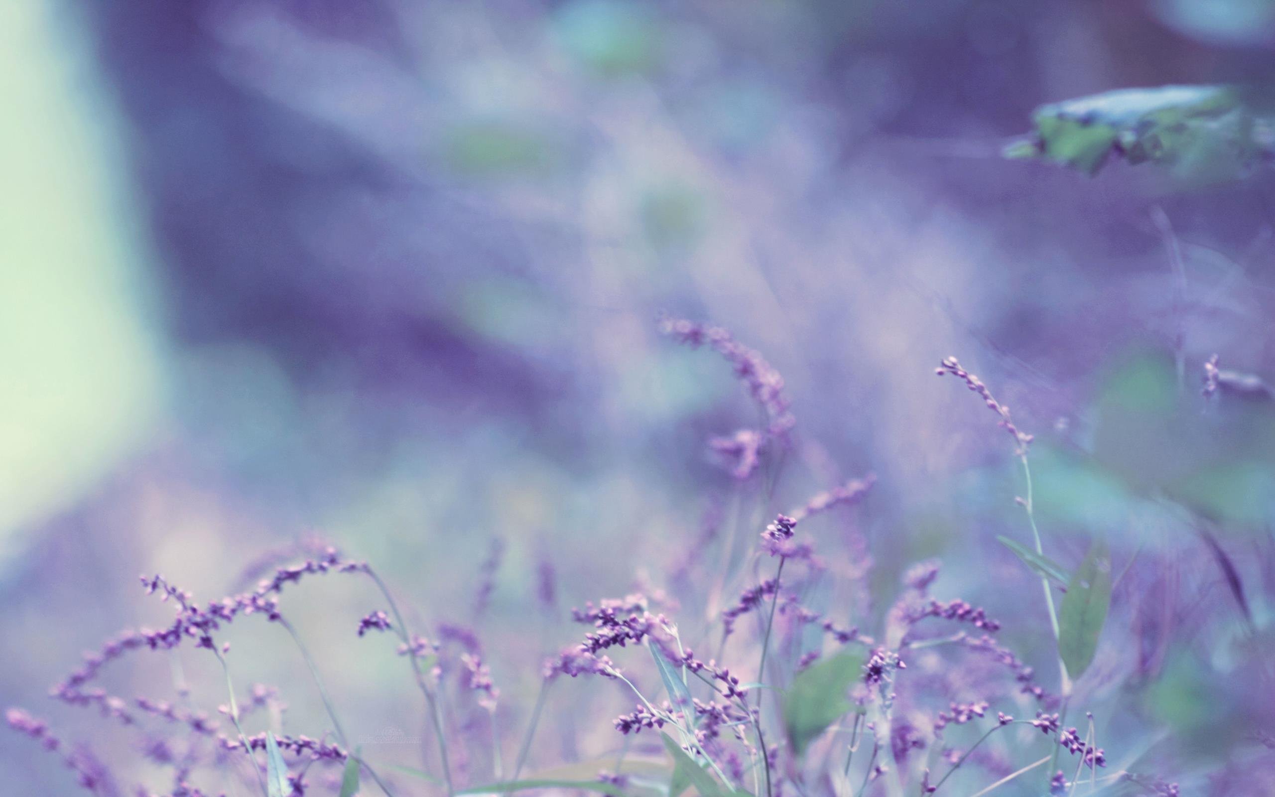 lavender Wallpapers HD / Desktop and Mobile Backgrounds