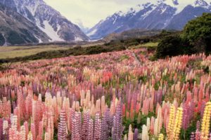 landscapes, Flowers, New, Zealand, National, Park, Mount, Lupine