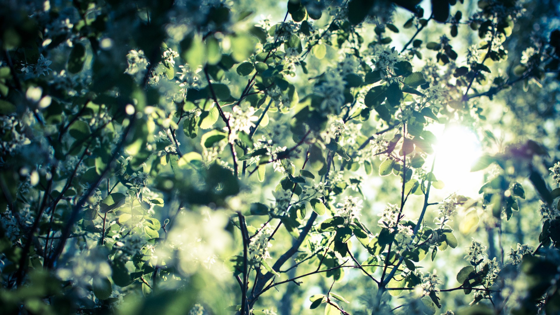 nature, Leaves, Bokeh, Sunlight, White, Flowers Wallpaper