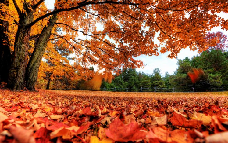 landscapes, Nature, Trees, Autumn,  season , Red, Forest, Orange, Canada, Parks, Fallen, Leaves, Autumn HD Wallpaper Desktop Background