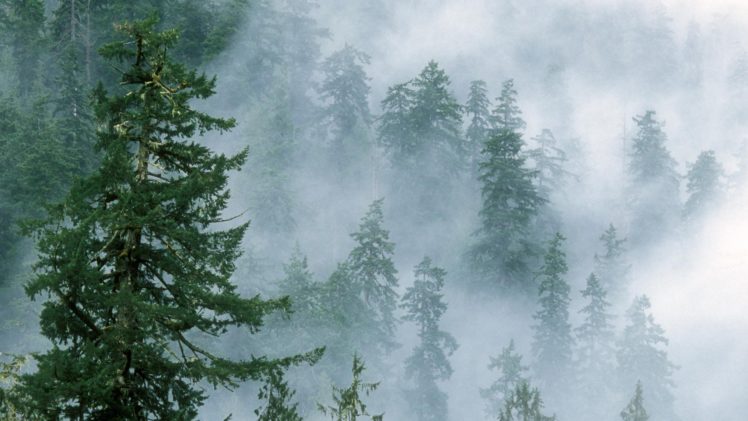 clouds, Landscapes, Forest, National, Park, Washington HD Wallpaper Desktop Background