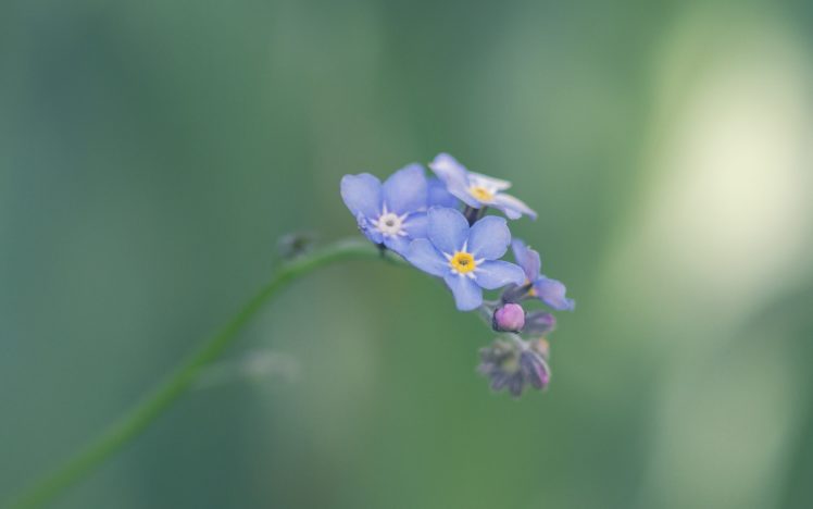 flowers, Forget me nots, Blue, Flowers HD Wallpaper Desktop Background