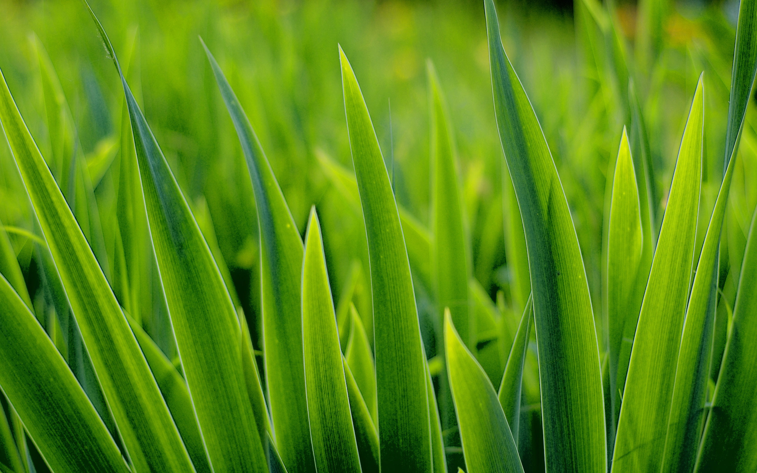  grass  Wallpapers  HD Desktop and Mobile Backgrounds