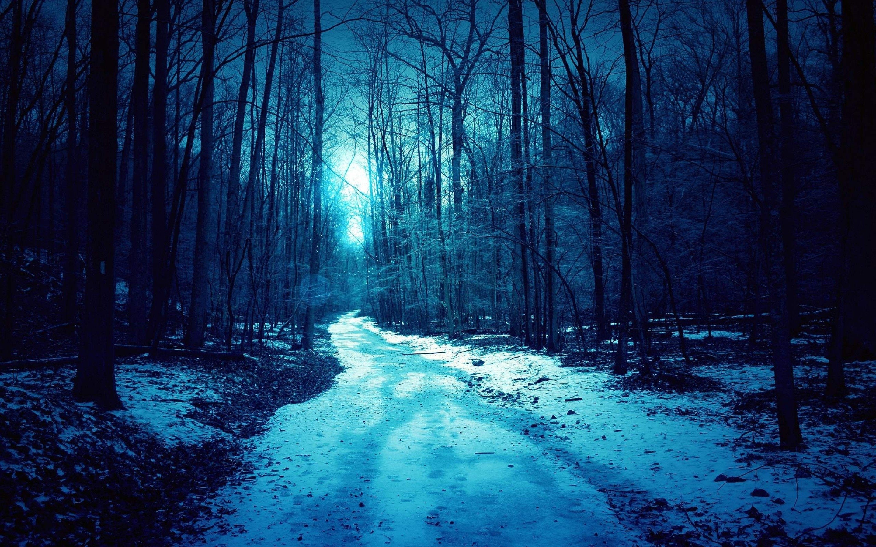 Cold and dark. Ночной лес. Зимний лес ночью. Холодный лес. «Ночь в лесу».