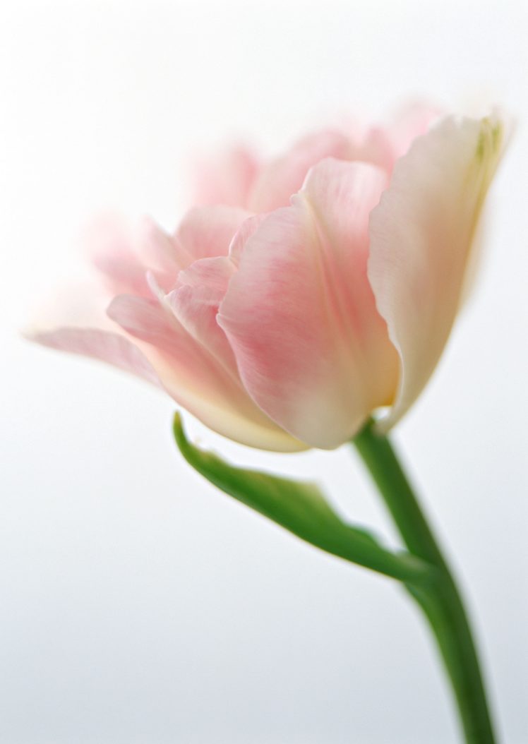 flowers, Tulips HD Wallpaper Desktop Background