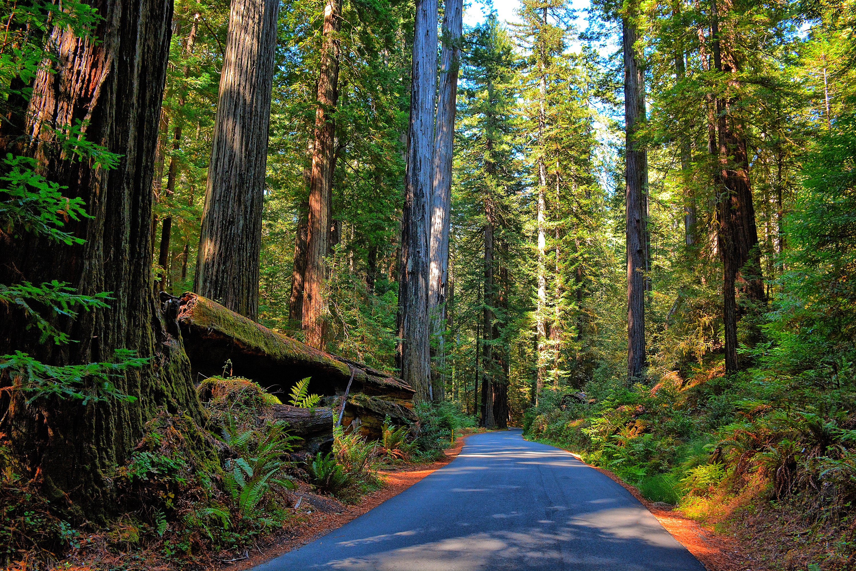 forest, Road, Trees, Nature Wallpaper