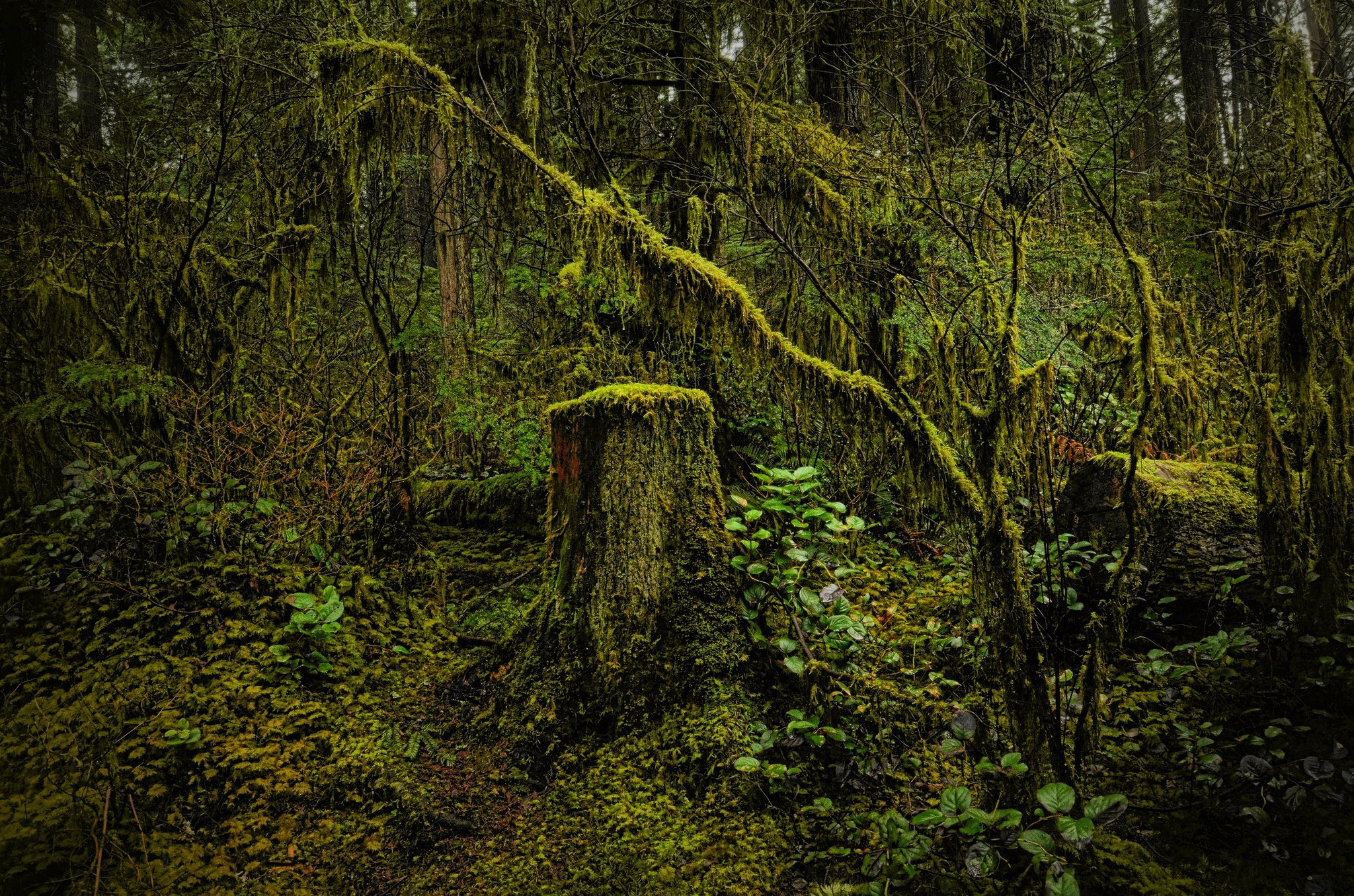 nature, Trees, Wood, Moss, North, Vancouver, British, Columbia, Canada, North, Vancouver, Nature, Canada, British, Columbia, Forest, Trees Wallpaper