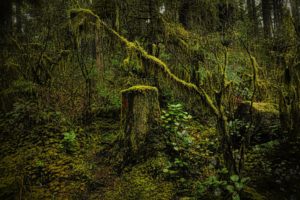 nature, Trees, Wood, Moss, North, Vancouver, British, Columbia, Canada, North, Vancouver, Nature, Canada, British, Columbia, Forest, Trees