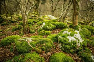 stones, Moss, Leaves, Trees, Glendalough, Ireland, Upper, Lake, Glendalough, Forest