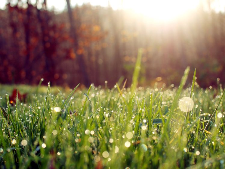 nature, Sun, Grass, Lens, Flare HD Wallpaper Desktop Background