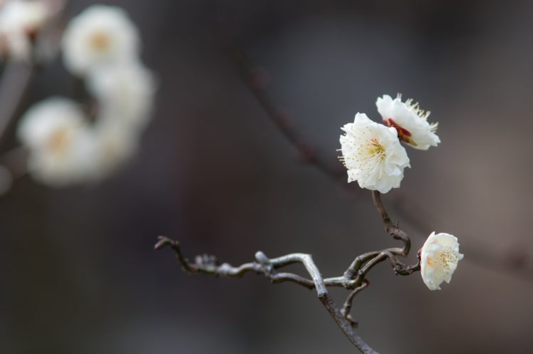 flowers, Twig, Branch, White, Macro, Spring, Bloom, Bokeh HD Wallpaper Desktop Background