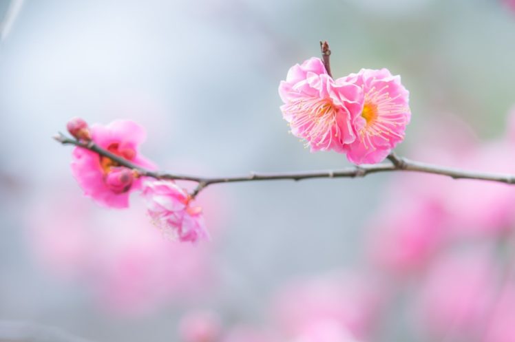 flowers, Twig, Branch, Pink, Macro, Spring, Bloom HD Wallpaper Desktop Background