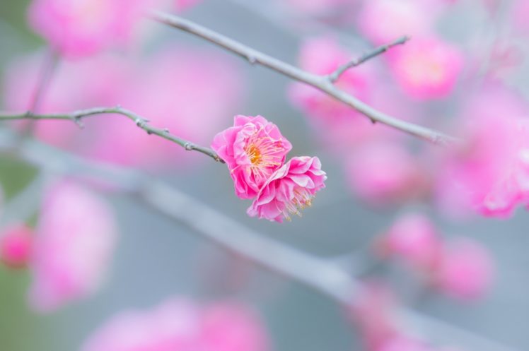 flowers, Twig, Branch, Pink, Macro, Spring, Bloom, Bokeh HD Wallpaper Desktop Background
