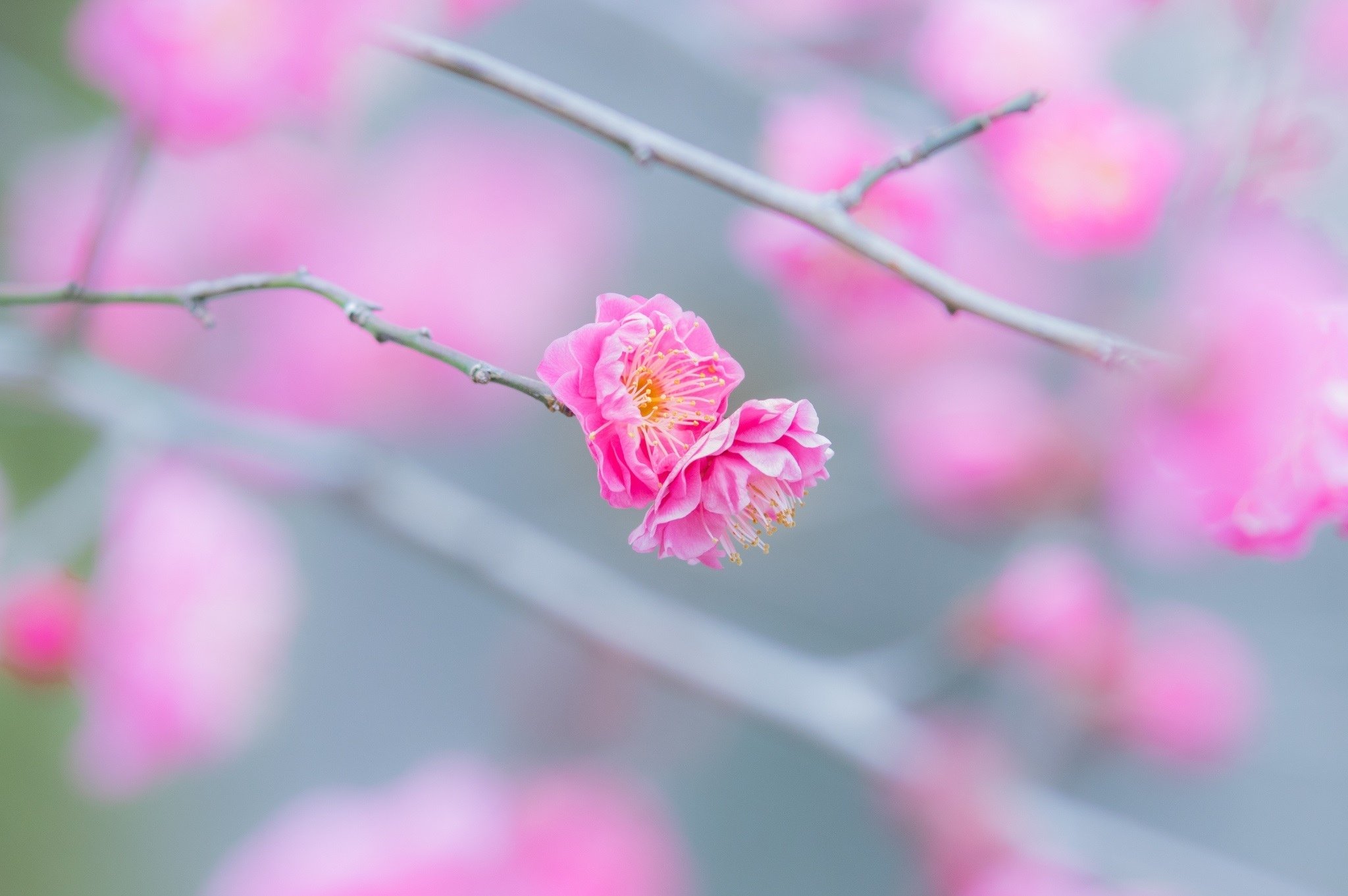 flowers, Twig, Branch, Pink, Macro, Spring, Bloom, Bokeh Wallpaper