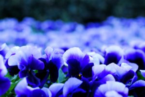pansy, Viola, Blue, And, White, Petals, Flowers, Blur, Nature, Flowers, Beautiful