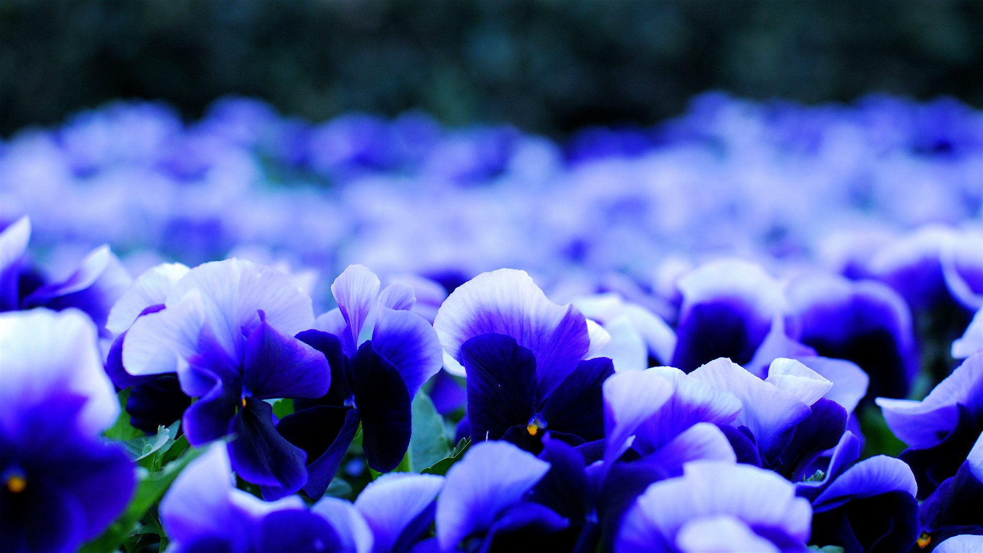 pansy, Viola, Blue, And, White, Petals, Flowers, Blur, Nature, Flowers, Beautiful Wallpaper