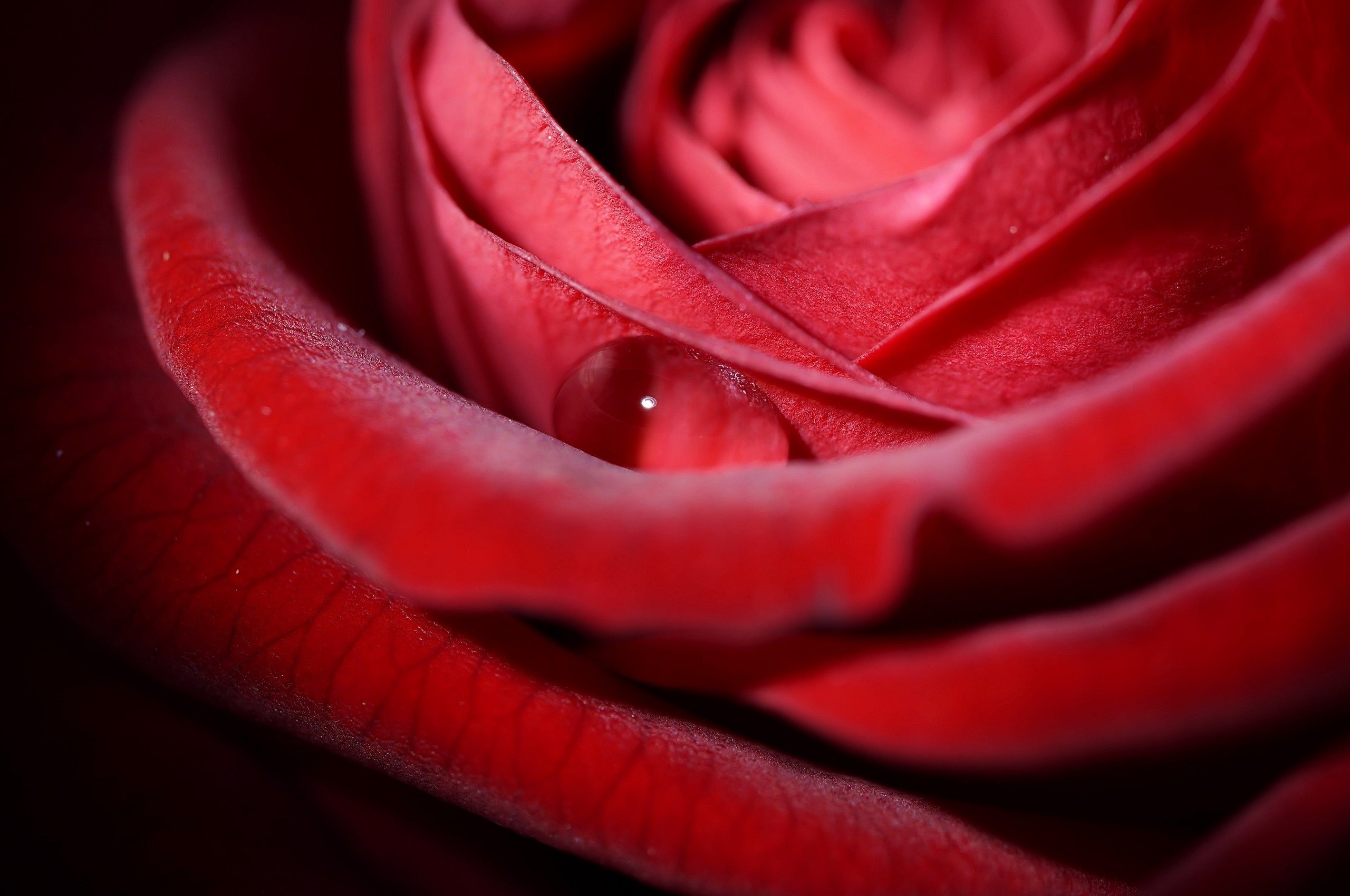 rose, Flower, Red, Petals, Drops, Macro Wallpaper
