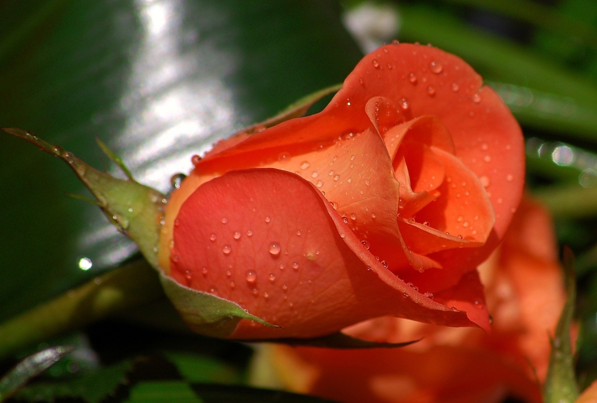 rose, Flower, Bud, Dew, Drops, Scarlet Wallpaper