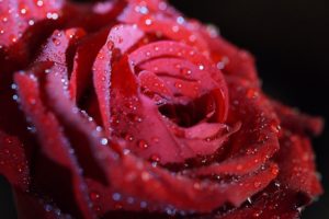 rose, Flower, Red, Petals, Drops, Macro